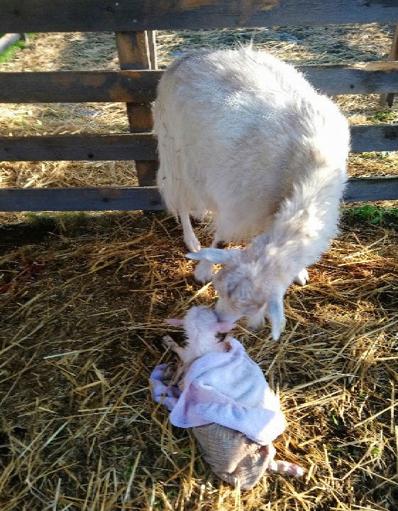 Josefiina-neiti ihmettelee, että mitäs tässä tulikaan tehtyä.
