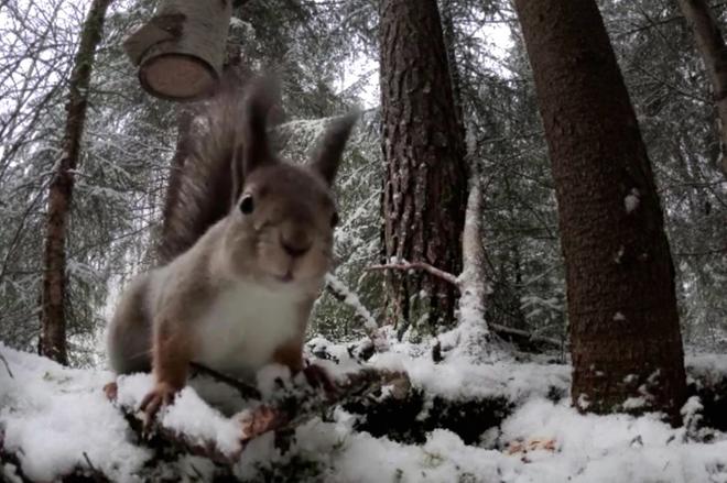 Hautausmaan liepeillä tapahtui sunnuntaina erityinen eläimen ja ihmisen kohtaaminen – Orava oli joutunut pahaan pinteeseen