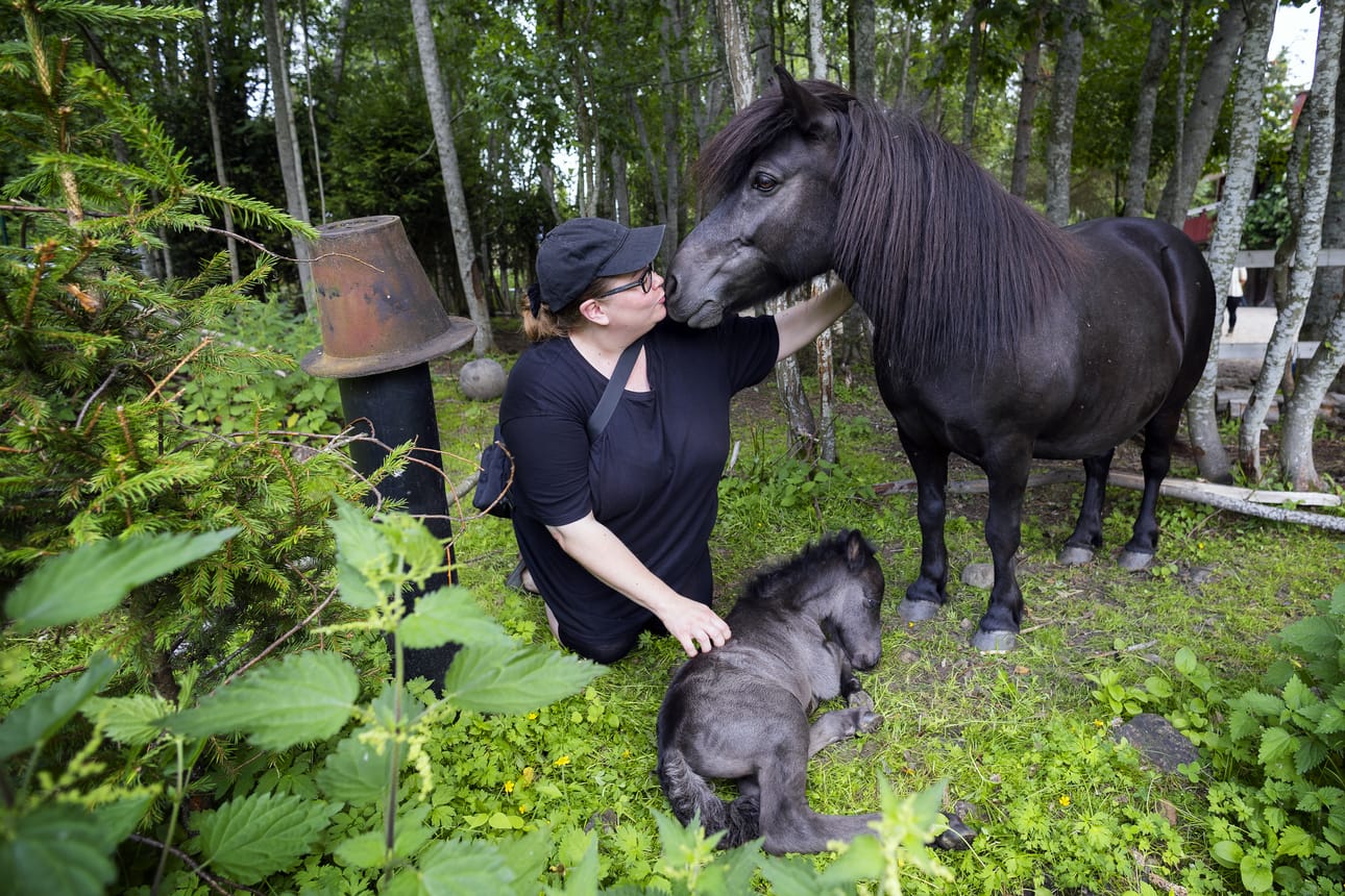 Finnbyn tallille syntyi sunnuntaina 3.7. uusi varsa. Tallin omistaja Essi Jäntin mielestä aluksi on tärkeää opetella toimimaan hevosten kanssa.