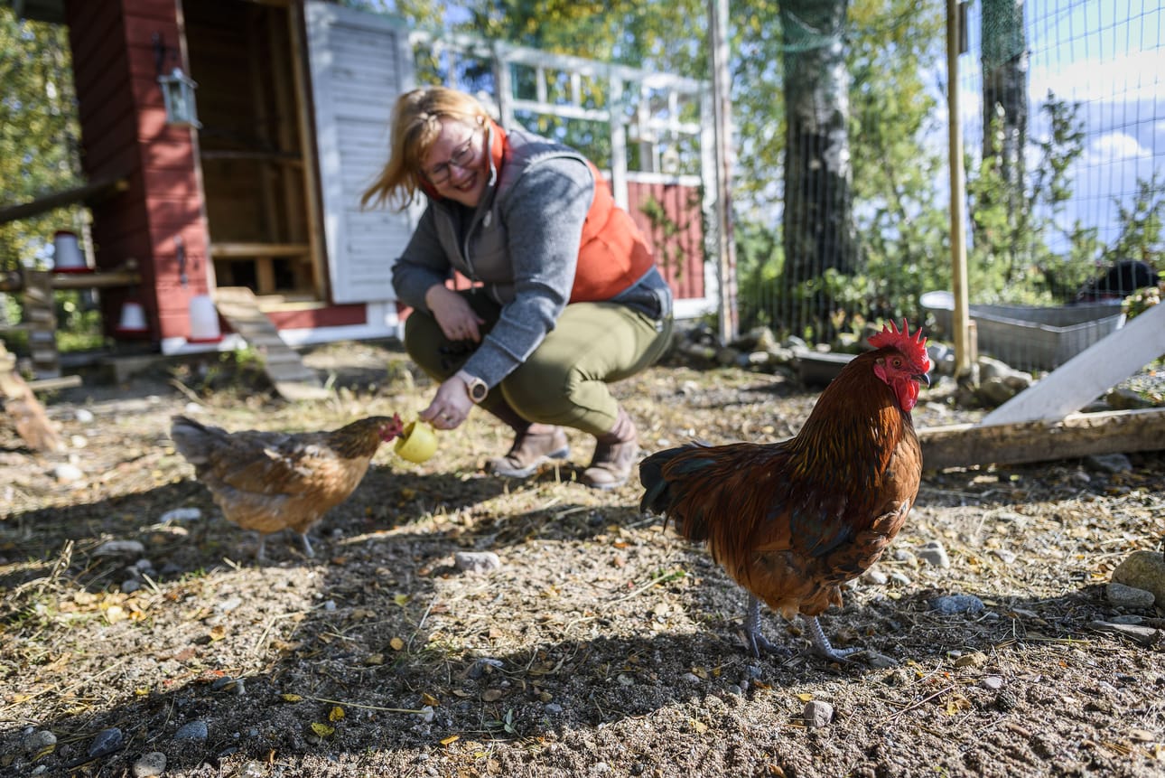 Kanojen ruokkiminen ei tapahdu aivan hetkessä, sillä arkojen eläinten luottamus pitää voittaa rauhoittumalla ensin itse.