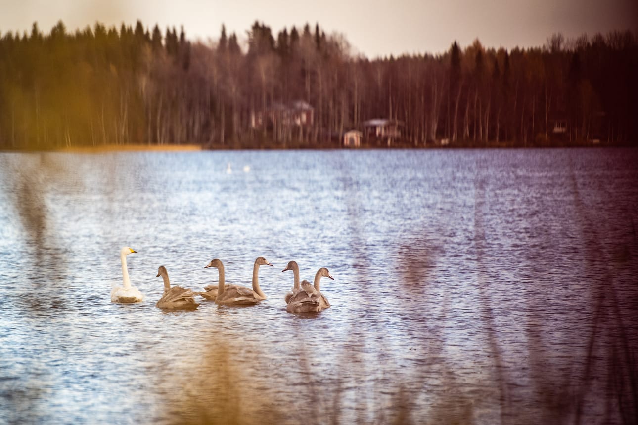 Joutsenet eivät pelkää kylmää, vaan viipyvät yleensä niin pitkään kuin vain sulaa vettä ja ravintoa on saatavilla.