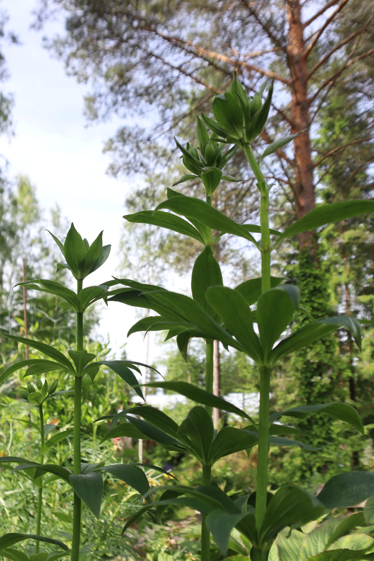 Alf Häggblomin ylpeys ovat Kanadanliljat, jotka kukkiessaan näyttävät leijuvilta lyhdyiltä. Suurin osa pihan kasveista kukkii heinä–elokuussa.
