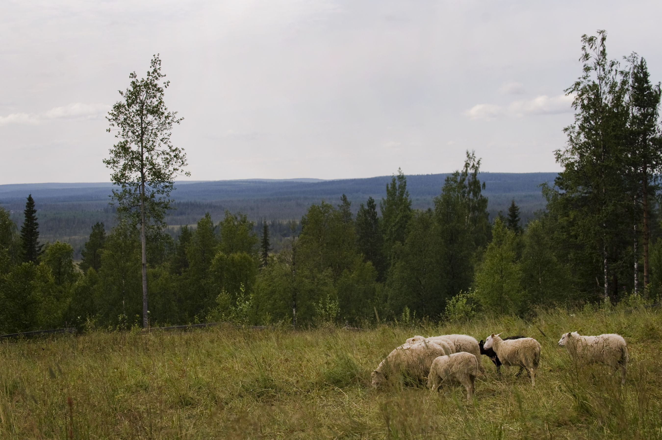 Rytivaaran torpan paimenet: työ lammasvahtina kruunasi loman