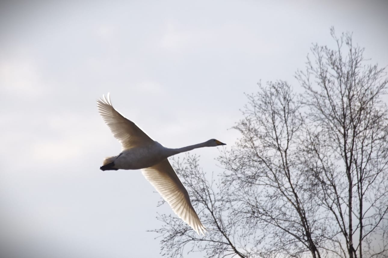 Joutsenia on viime viikkoina saapunut näille seuduin jo runsaasti.