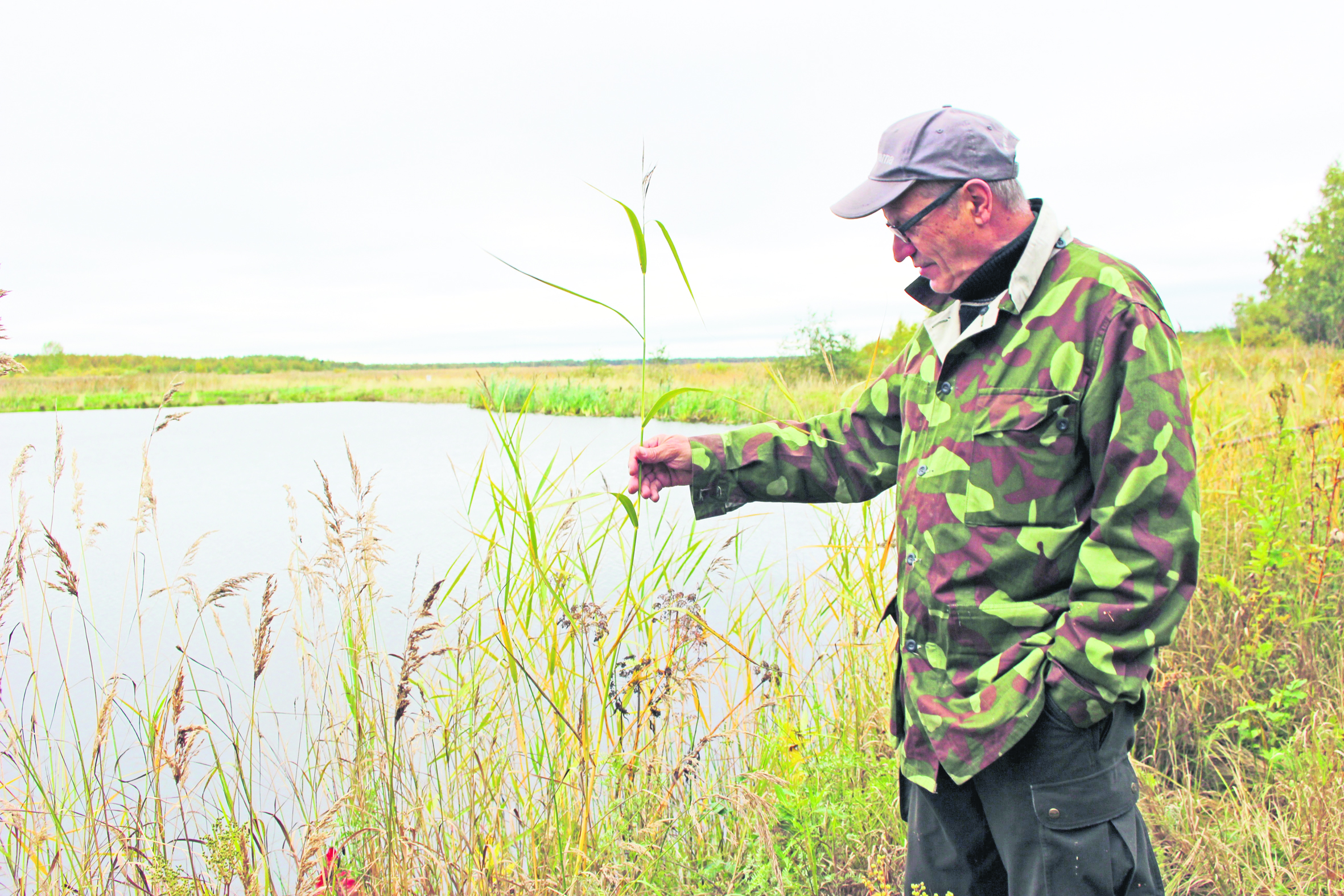 &ndash; Varjakan mantereen ja Akion välinen pengertie rakennettiin joskus 60-luvulla. Vuosien saatossa  rakentamisen jälkeen Akion hiekkarannat alkoivat liettyä. 70-luvun alussa katselin, kun lehmät ja nuori karja joivat vettä Akionlahden rannasta. Nyt samalla paikalla on pari metriä pitkä järviruokokasvusto.  Tällainen kehitys on maankohoamisrannikoilla täysin luonnollista. Tätä kehitystä ei voi pysäyttää minkäänlaisilla padoilla tai muillakaan ratkaisuilla. Nupanväylän suusta padon läheltä löydettiin viime keväänä kuolleita kaloja. Jokainen miettiköön, mikä kuoleman aiheutti, ihmisen toiminta vai joku muu, Jukka Hakko sanoo.