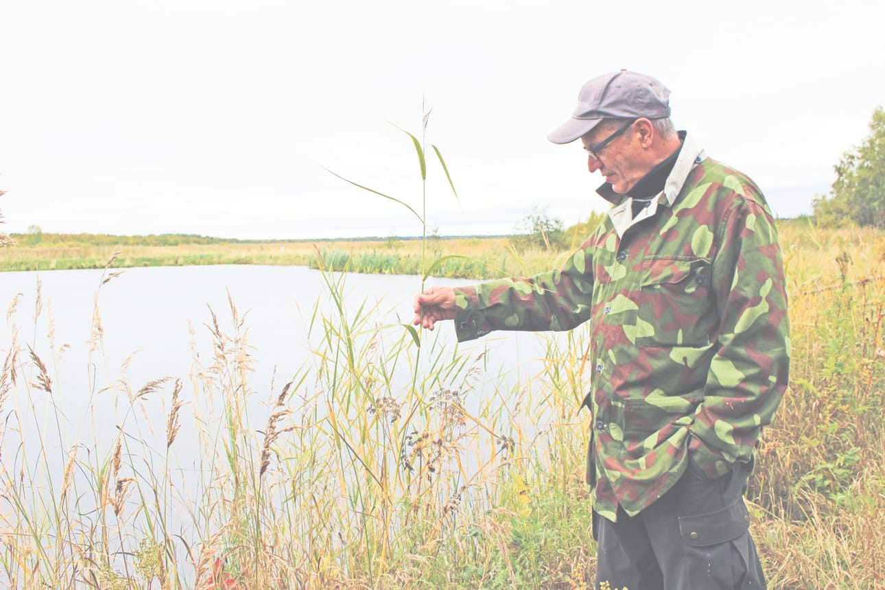 – Varjakan mantereen ja Akion välinen pengertie rakennettiin joskus 60-luvulla. Vuosien saatossa rakentamisen jälkeen Akion hiekkarannat alkoivat liettyä. 70-luvun alussa katselin, kun lehmät ja nuori karja joivat vettä Akionlahden rannasta. Nyt samalla paikalla on pari metriä pitkä järviruokokasvusto. Tällainen kehitys on maankohoamisrannikoilla täysin luonnollista. Tätä kehitystä ei voi pysäyttää minkäänlaisilla padoilla tai muillakaan ratkaisuilla. Nupanväylän suusta padon läheltä löydettiin viime keväänä kuolleita kaloja. Jokainen miettiköön, mikä kuoleman aiheutti, ihmisen toiminta vai joku muu, Jukka Hakko sanoo.