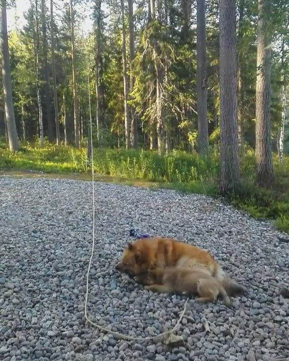 Kamut kesällä kerran