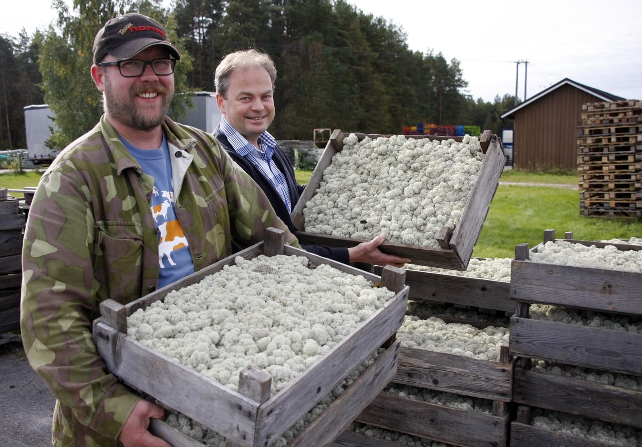 Palloja, paneeleja, seiniä. Jäkälästä tehty sisustusesine on pehmeä, kestävä ja huoltovapaa.