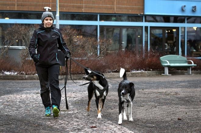 Bordercolliet Pätkä ja Maukka harrastavat monipuolisesti eri lajeja emäntänsä Jenni Lammen kanssa. Pätkä ja Maukka pääsevät säännöllisesti myös koirahierojalle. KUVA: JOUKO HÄNNINEN