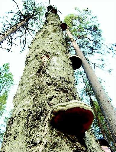 Käävät rauhassa . Nuoren metsän hoidossa kaatumispisteessä olevat kääpäiset koivut jätetään pystyyn.