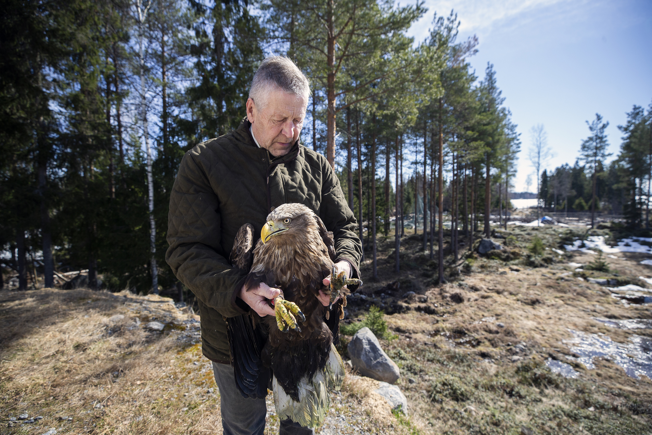 Närvijoelta löytyi jo toinen huonokuntoinen merikotka – Poliisi kiinnostui mahdollisesta rikoksesta
