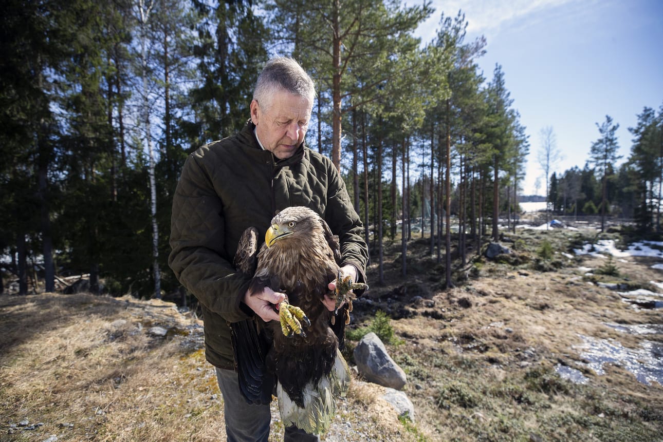Nordic Wildlife Care ry:n villieläinhoitolan toiminnanjohtaja Markku Harju on kuvassa pari viikkoa sitten Närvijoelta löytyneen haavoitetun merikotkan kanssa.