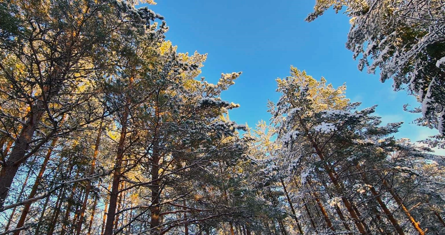 Kristiina myy puuta – Tarjoukset hakkuista on jätetty