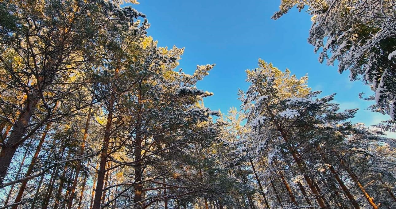 Kaupunki sai seitsemän tarjousta sekä harvennushakkuista että uudishakkuista.