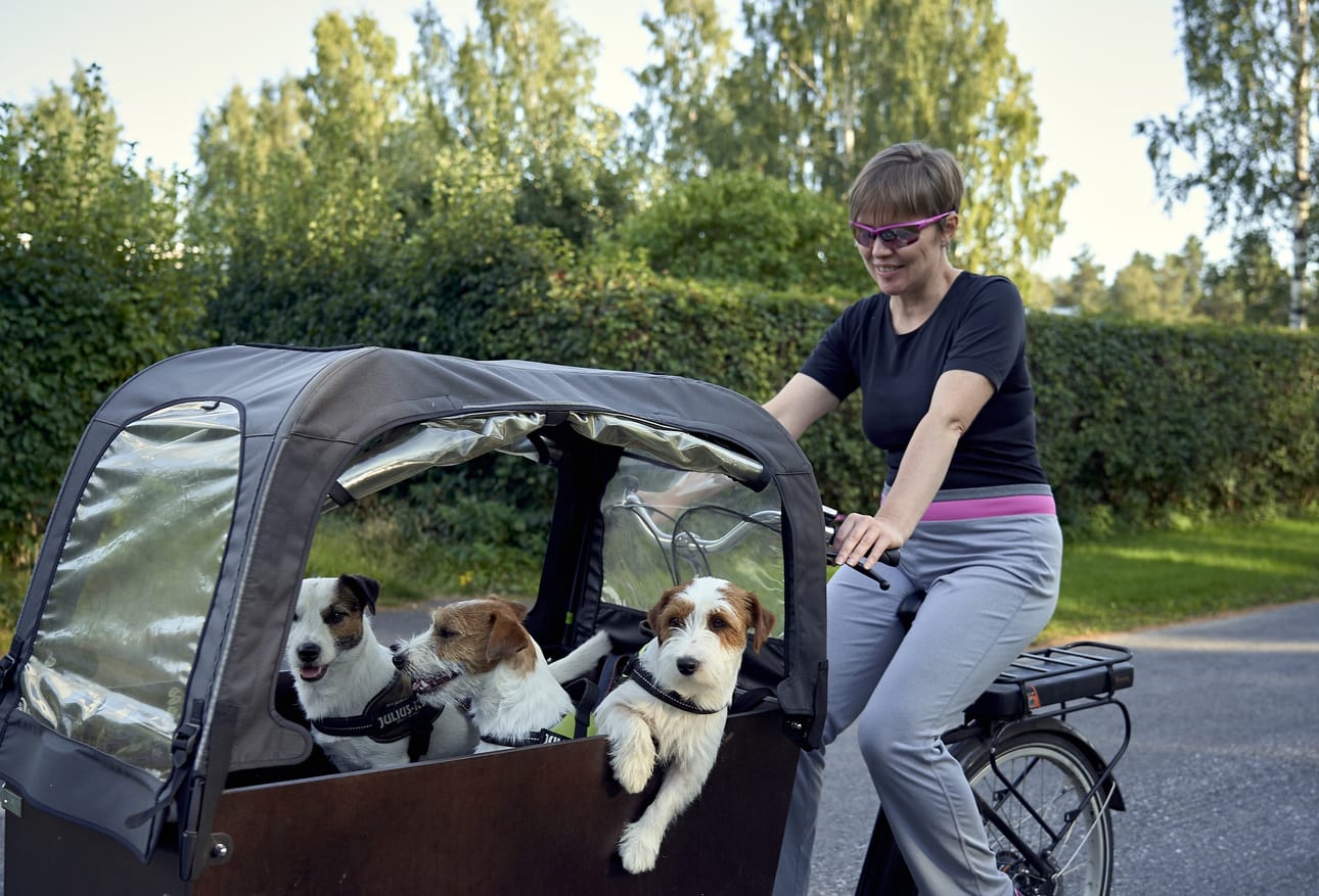 Anu Väänäsen koirakaravaani kääntää vastaantulijoiden suupielet hymyyn. Leego (oik.), Lalli ja Lupu nauttivat kyydistä täysin siemauksin.