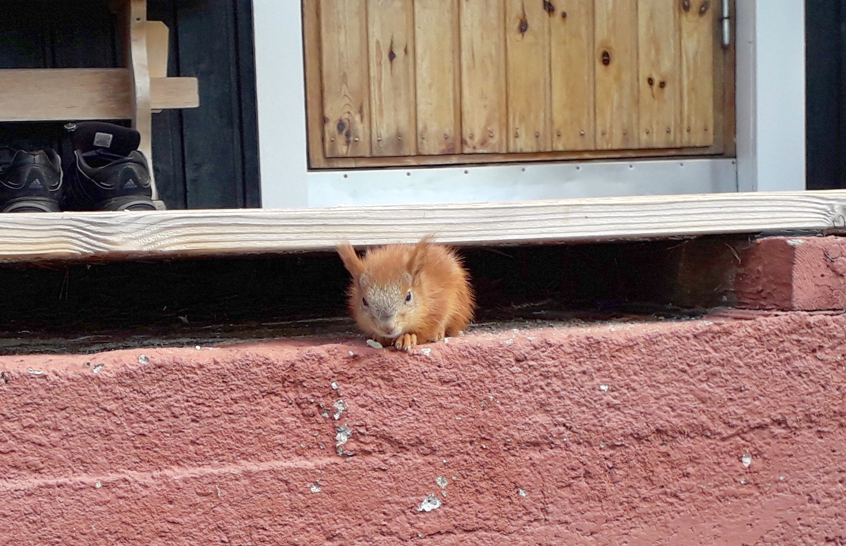 Päiväunilta herännyt alakerran uusi asukas.