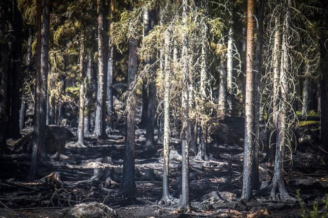 Ilmastonmuutos tuo mukanaan uhkia metsille. Näitä ovat muun muassa myrskyt, tuhohyönteiset ja metsäpalot. Arkistokuva Pyhärannan metsäpalosta. KUVA: EERO SAARIKOSKI