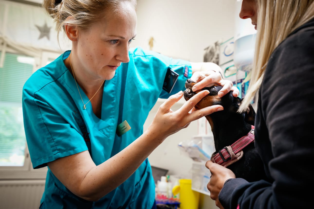 Vaasalaisen eläinlääkäri Pamela Kvarngårdin mukaan tyhjiä aikoja ei klinikalla ole.