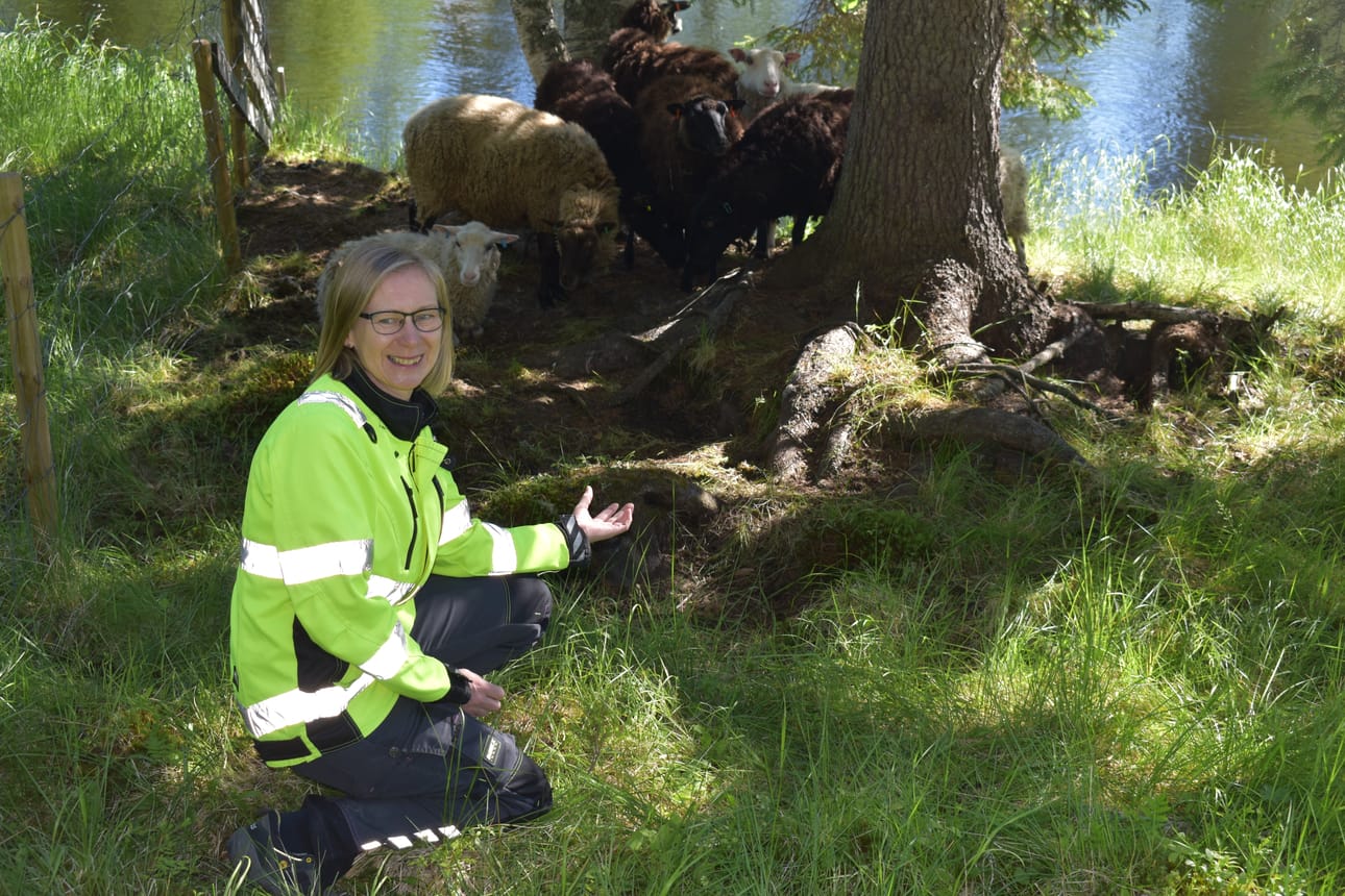 Ulla Majava kertoo, että lammaslaumoissa on eroa vuosien välillä. Toisinaan laumat ovat helposti lähestyttäviä, toisinaan säikympiä.