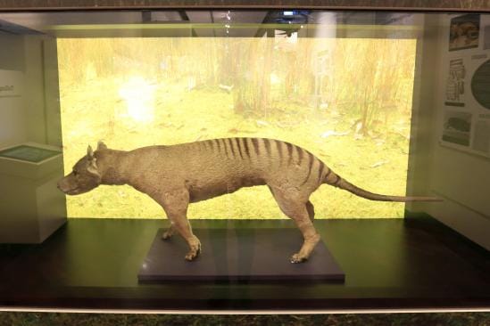 Täytetty pussihukka Queen Victoria -museossa Tasmaniassa. KUVA: EPA/BARBARA WALTON