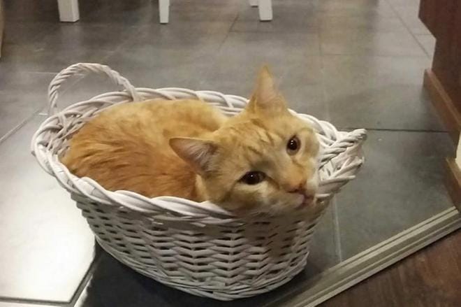 Kuusivuotias Tahvo-kissa oli lapualaisperheen rakastettu lemmikki.