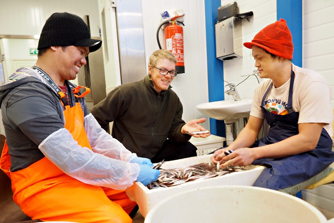 Filippiiniläiset Anthenor Sese ja Ronie Reduta puhkovat Kirpistöstä pyydettyjä hyvän kokoisia muikkuja Kuusamon kalatalolla. Kaksikolla on jo kahdeksan vuoden kokemus kalankäsittelystä Koillismaalla. Tapani Keränen on tyytyväinen miesten työnjälkeen.