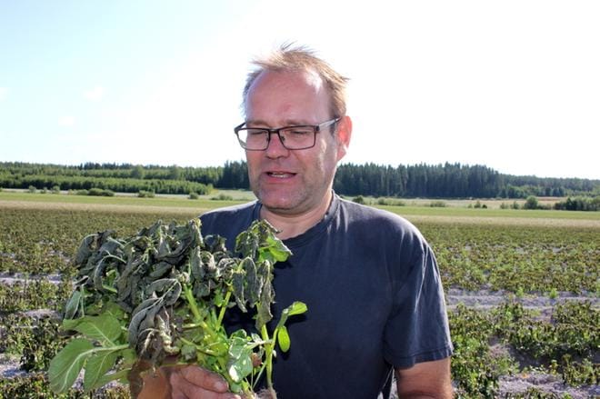Dagsmarkilaiselle Kaj Hembergille lauantain ja sunnuntain välinen yö oli kallis, sillä halla iski hänen perunaviljelmiinsä. KUVA: TAUNO RIIHILUOMA