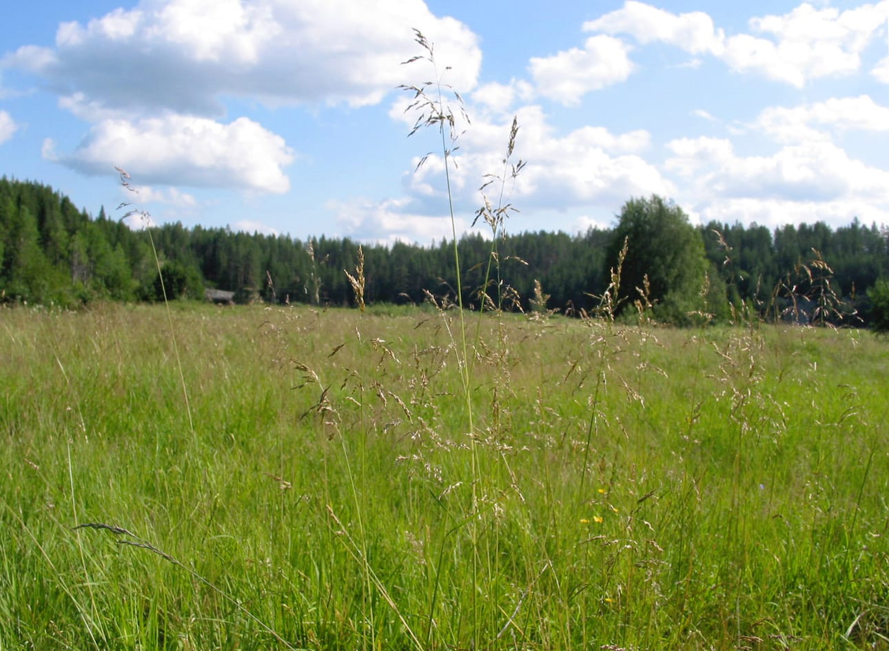 Viikko alkaa aurinkoisessa, mutta viikonloppua selvästi viileämmässä säässä.