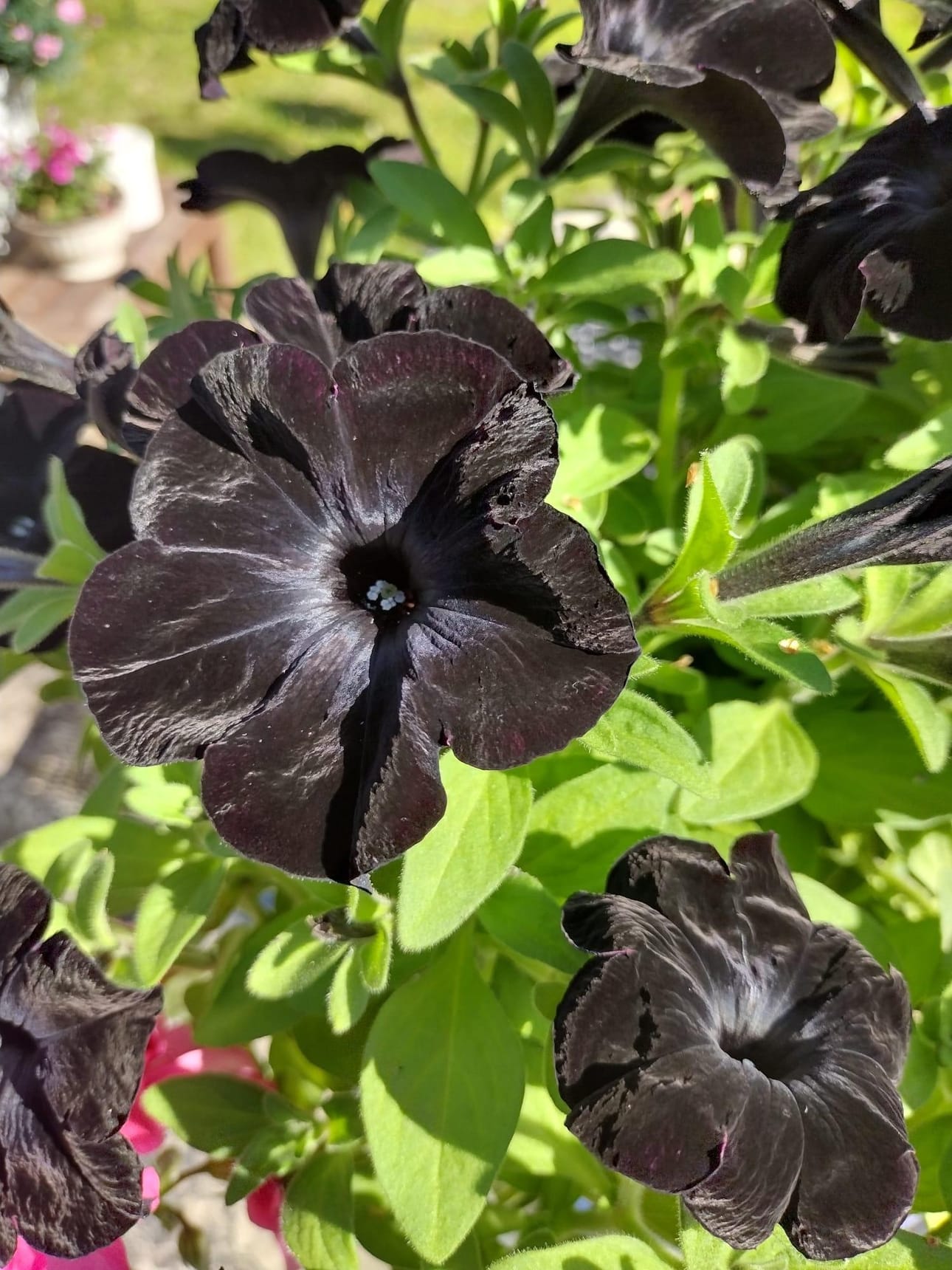 Petunia kukkii.
