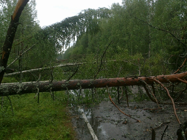 Trombi kaatoi puita Otermantielle.