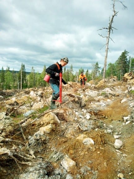 Posion yhteismetsä palkkasi 14 henkilöä istutustöihin. Heistä toistakymmentä on opiskelijoita ja koululaisia. Parin viikon istutusurakkaan osallistui myös Arttu Soudunsaari (etualalla), joka kuvassa istuttamassa taimia Kuovitunturissa.