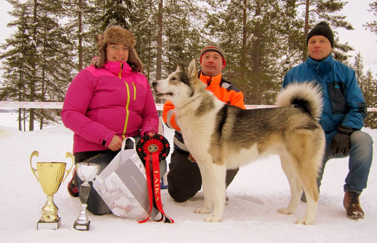 Itäsiperianlaika Riistavietin Jätkä palkittiin kauneimpana. Uroskoiran omistaa Sami Front (oik.2) Kemijärveltä. Kasvattaja on Jarmo Poikela Varkaudesta. Kehässä koiraa esitteli Riitta Rytilahti-Kangas Kemijärveltä.
