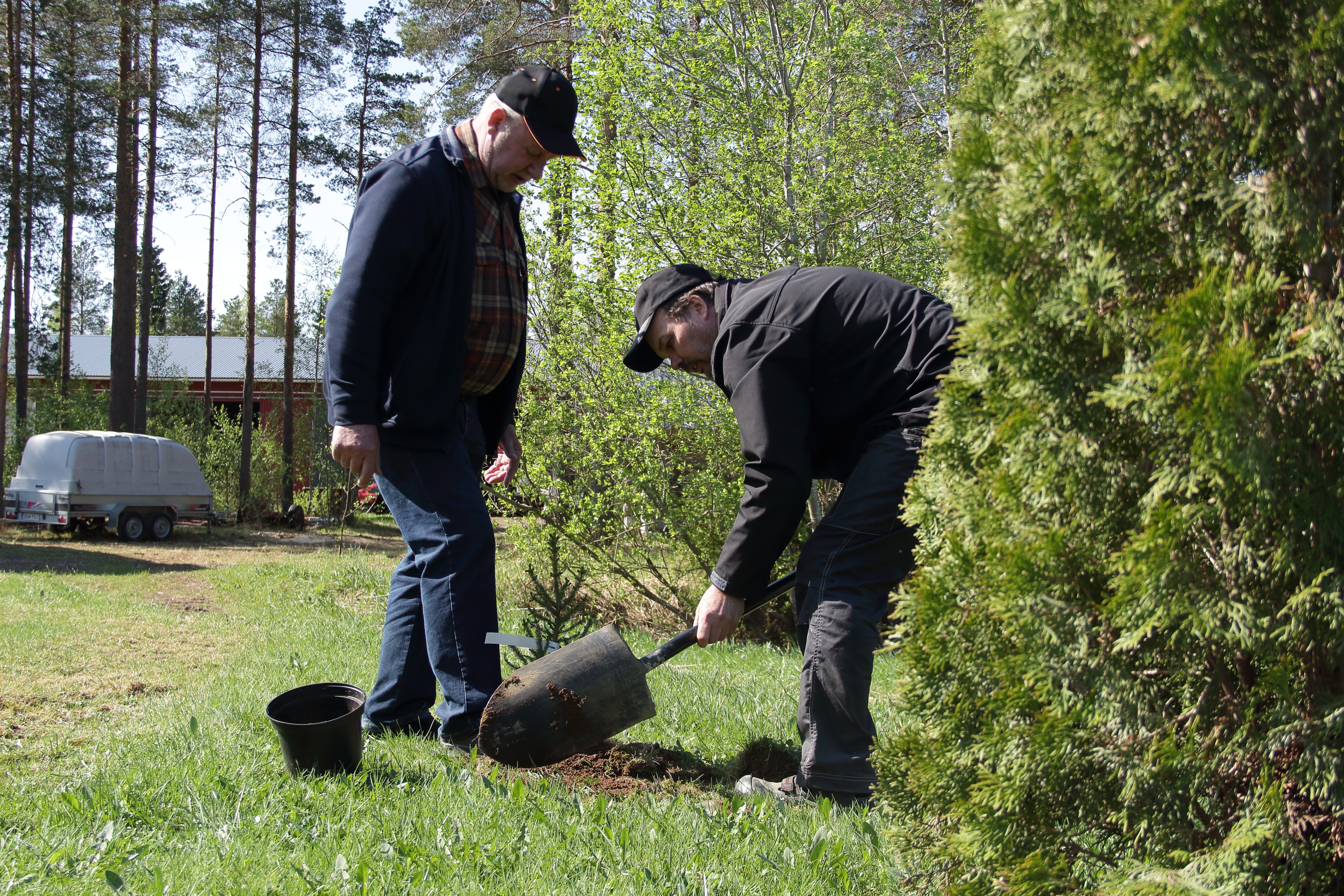Eläkeliiton Haapaveden yhdistyksen puheenjohtaja Hannu Rytky sekä Arvolan tilan isäntä Janne Heikkilä istuttamassa  muistopuuta toukosiunauksessa.