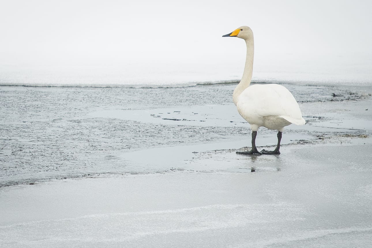 Lauhat säät luovat sulapaikkoja, ja Kuusamossa onkin nähty tälle vuodenajalle yllättäviä siivekkäitä. Arkistokuva.