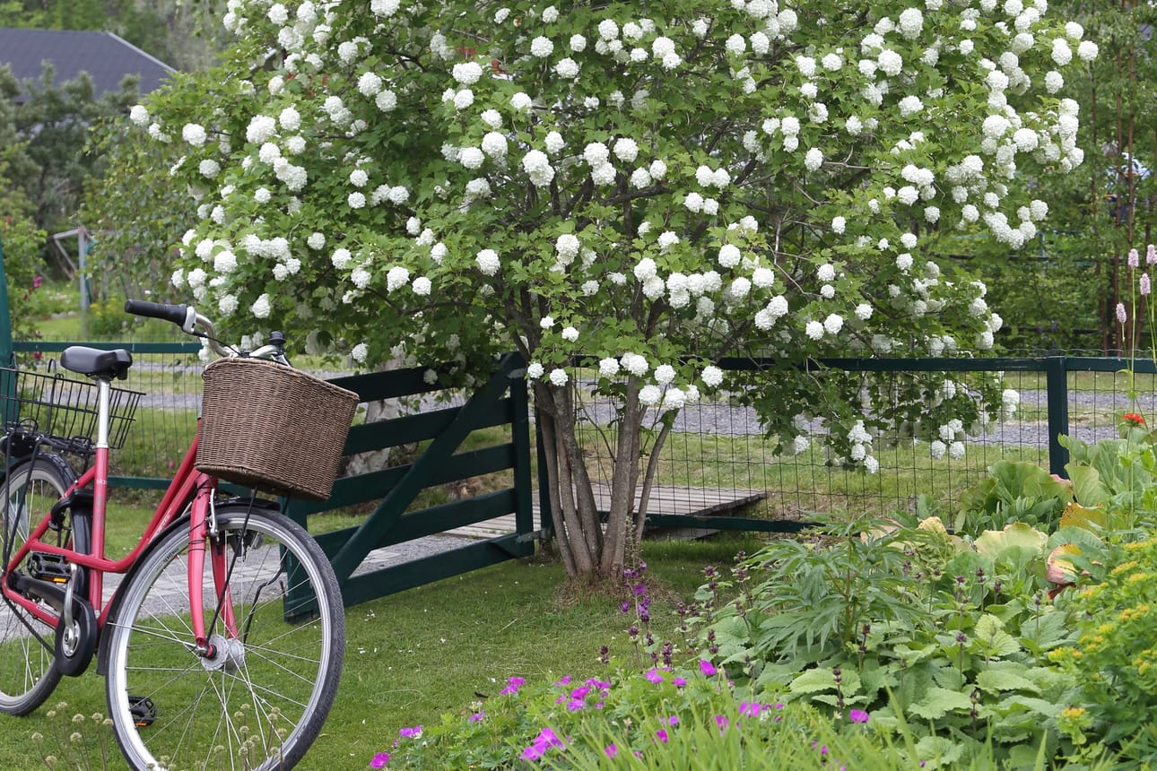 Lumipalloheisi loistaa koko komeudessaan.