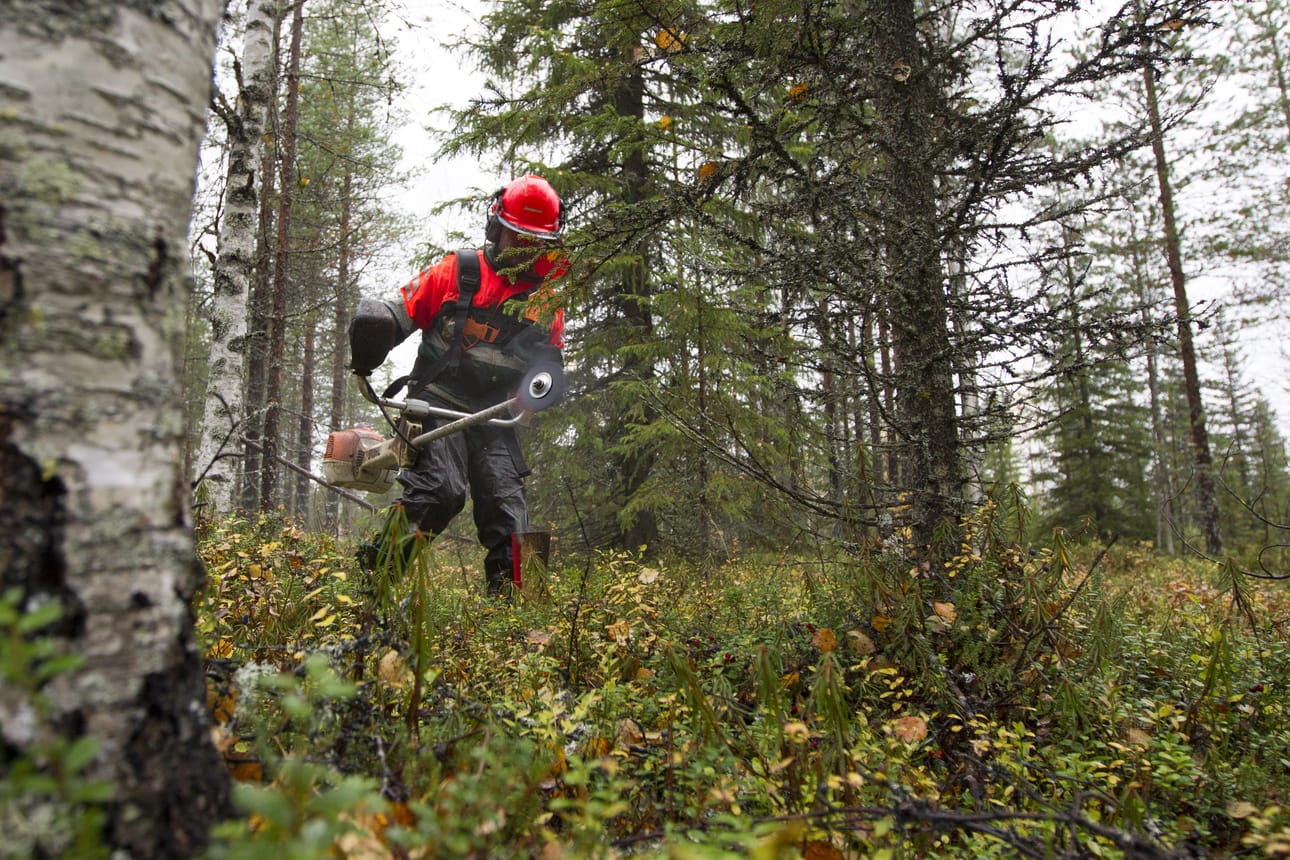 Sahuri Jari Karjalainen Piiraisen Viherpalvelusta sahaa kymmenen neliön kokoista kunttaa rullattavaksi kainuulaisesta metsästä. Kausi päättyy lumen tuloon.