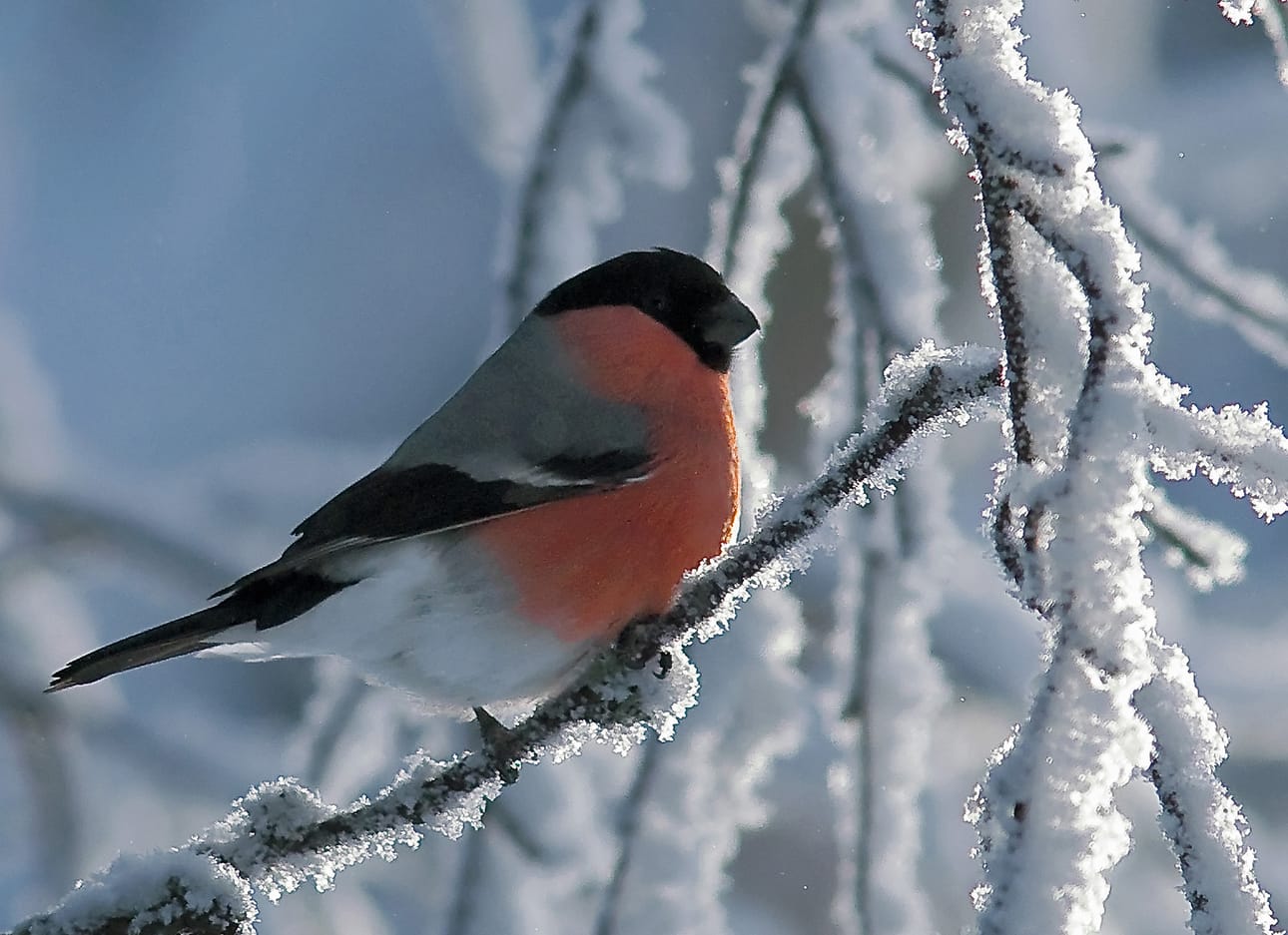 Pihabongaus käynnistyy taas viikonvaihteessa. Kuva Tero Pelkonen / Birdlife