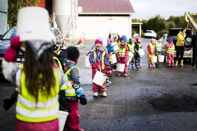 Tikkuvuoren esikoululaiset keräsivät keväällä istuttamansa perunat eilen kotiin viemisiksi.