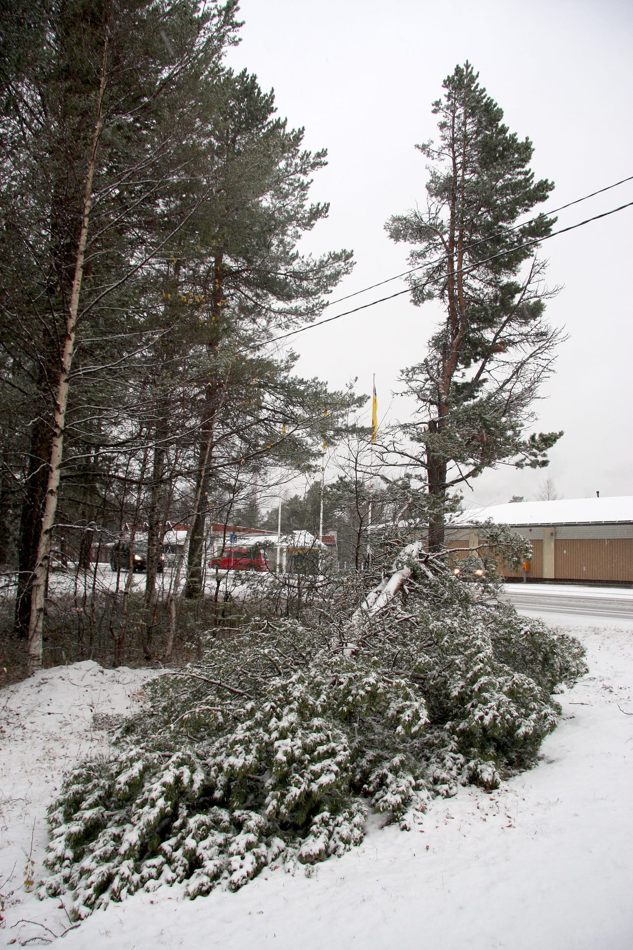 Kuvan puu kaatui myrskyssä syksyllä 2013.