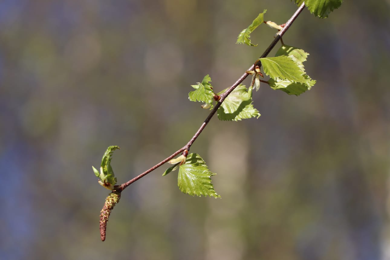 koivu lehti lehtipuu hiirenkorva koivun kukinto kevät kevään eteneminen kevään merkki luonto valo aurinko puu koivunlehti