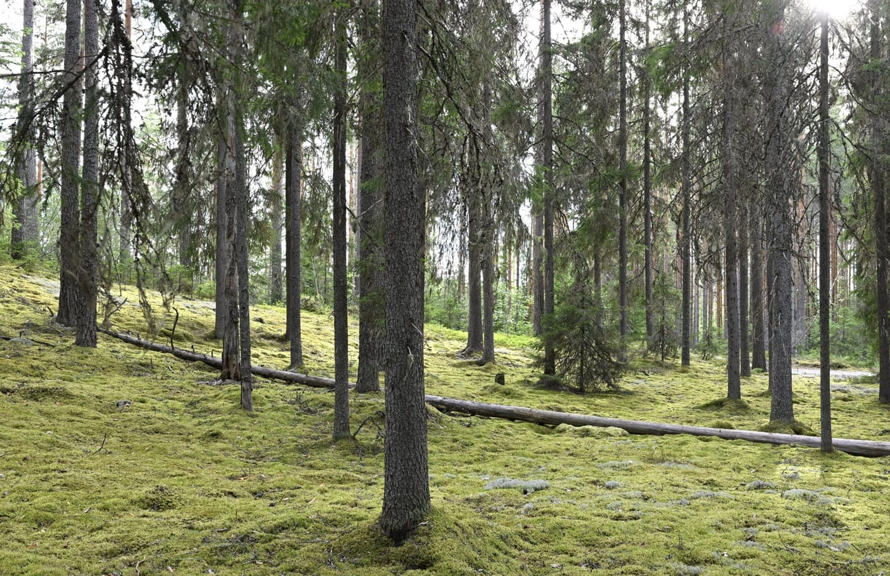 Ympäristöministeriön asiantuntijan Janne Hesson mukaan lunastus on viimeinen keino silloin, kun neuvotteluja on käyty tuloksettomasti jopa vuosia. LEHTIKUVA / Heikki Saukkomaa