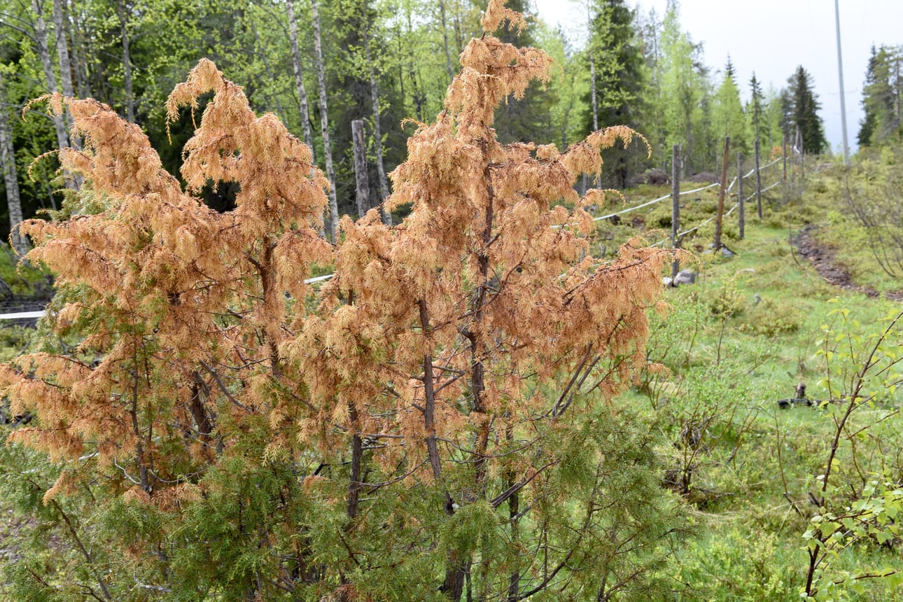 Hangen päällä huhti-maaliskuussa ollut katajan osa on kuollut. Kevätahavan ja katajan surman erottaa toisistaan siitä, että ahavan runtelema kataja on ruskea ylhäältä, sienitauti kuivattaa kasvin alhaalta ylös.