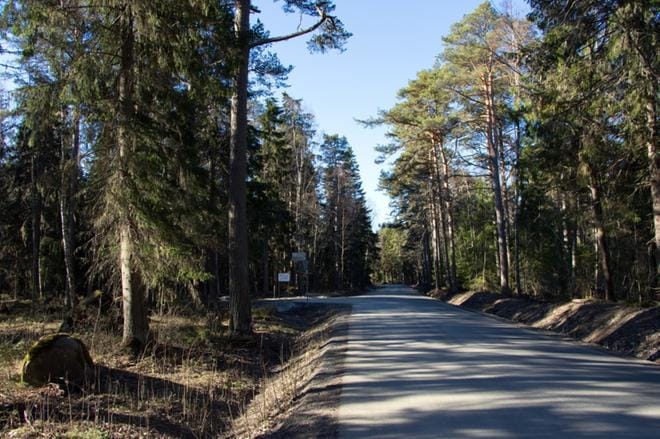 Skatantien pohjoispäässä Korkeasaarentien risteyksen kohdalla on jäljellä useita vanhoja puita, joiden suojissa monet lintulajit viihtyvät. KUVA: AUNE WARONEN