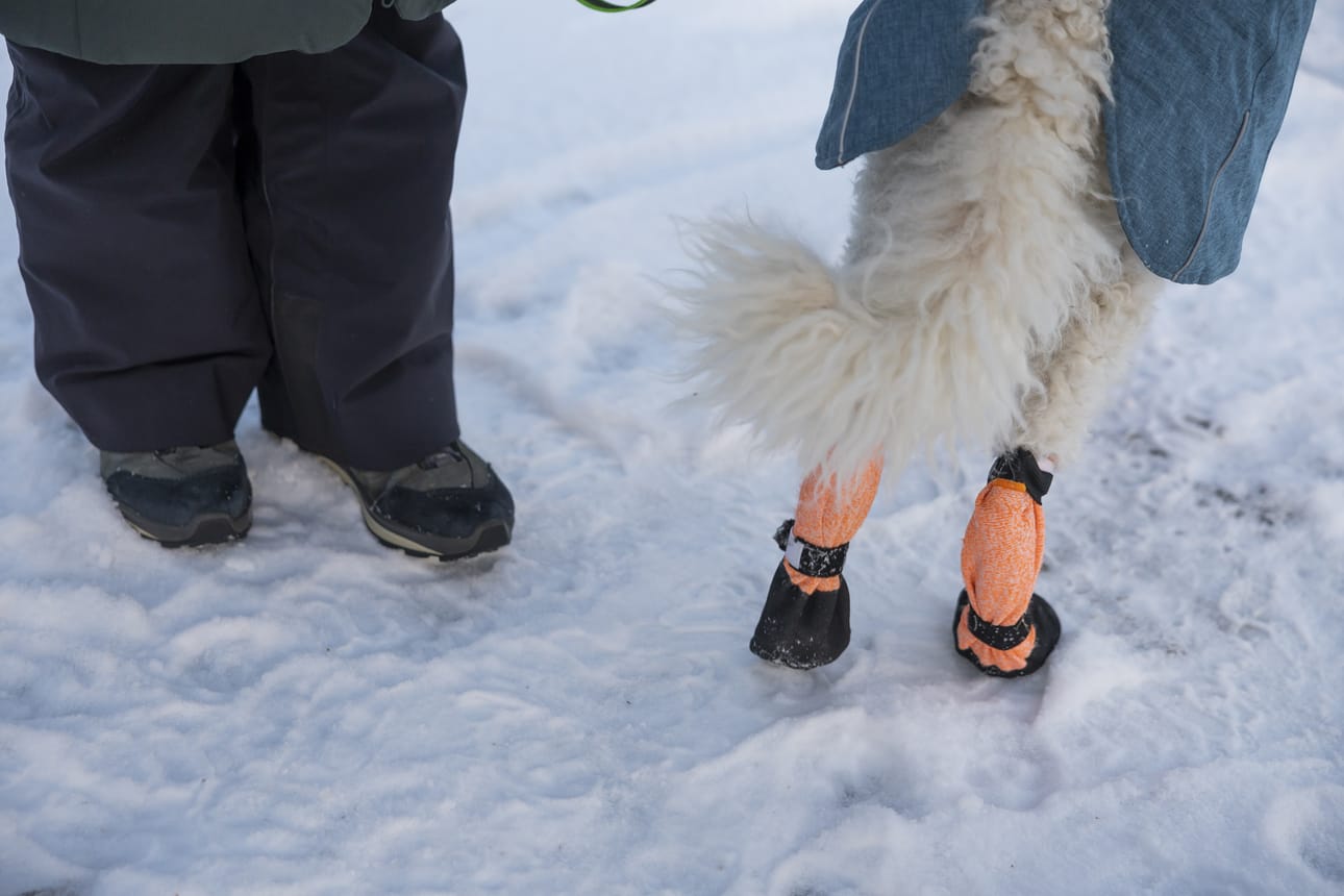 Talvikengät kuuluvat sekä emännän että koiran pakkaslookiin.