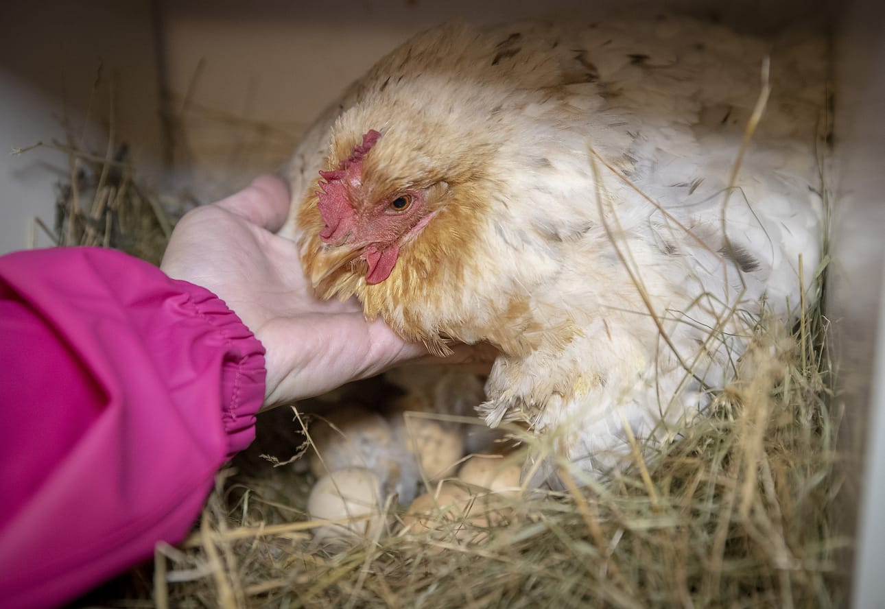 Marja-kana on saanut nimensä Anu Mäenkosken mummun mukaan. Marjan hautomisurakka kestää vielä kymmenisen päivää.
