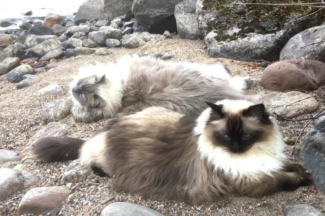 Aksu, 18 kg, ja Aada, 6 kg, osaavat nauttia elämästä. Ragdoll-rotuiset kissat ovat seitsemän vuotta vanhoja. Kiitos kuvasta! Lähettäkää meille lisää Päivän pörröjä: WhatsApp 050 441 4667 tai Instagramissa #järviseutulehti. KUVA: JORMA NISKAKANGAS
