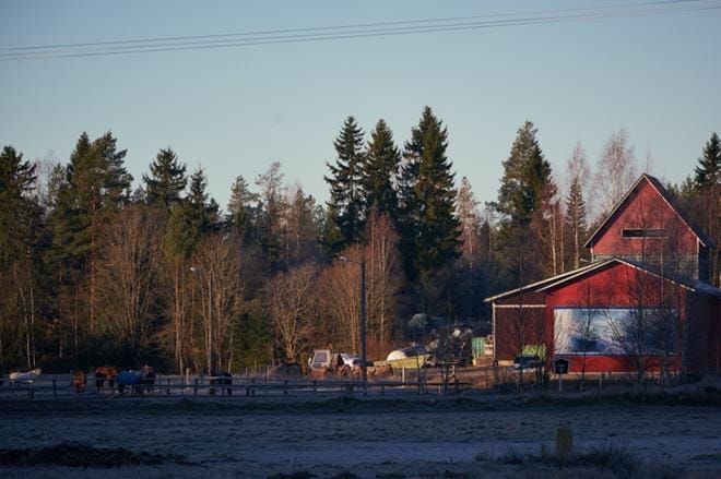 Henkilöauto törmäsi kahteen poniin ja kahteen hevoseen 18. marraskuuta Tampereentiellä Laihian Jukajalla. Kolme eläimistä kuoli törmäyksessä ja neljäs jouduttiin lopettamaan paikan päällä. ARKISTOKUVA: SAMPPA TOIVONEN
