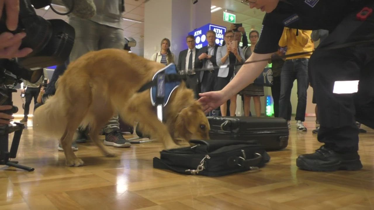 Koiranpentu Rico on Tullin uusin ase taistelussa sikaruttoa vastaan