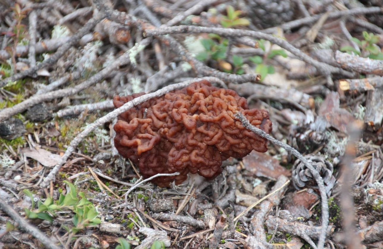 Korvasienten pääsadon putkahtamisen ajankohtaa ei vielä tiedetä.