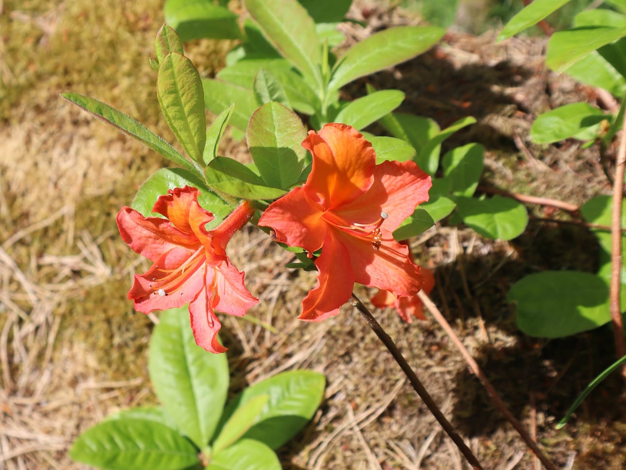 Atsalea Häggblomien pihalla.